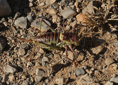 Parasteropleurus perezii