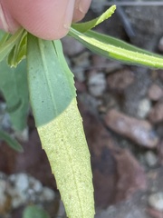Euphorbia exstipulata