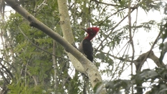 Campephilus robustus