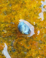 Theodoxus fluviatilis