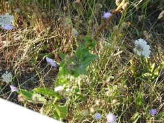 Sixalix atropurpurea