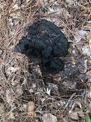 Scleroderma polyrhizum