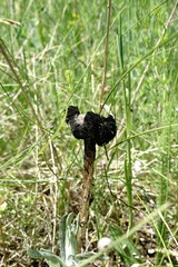Montagnea arenaria