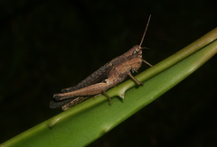 Phlaeoba infumata
