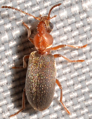 Notoxus murinipennis