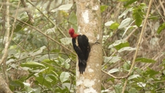 Campephilus robustus