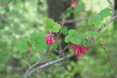Ribes sanguineum