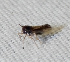 Tarophagus colocasiae