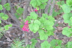 Ribes sanguineum