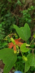 Passiflora jorullensis