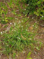 Anthericum ramosum