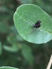 Chrysopilus