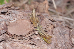 Chorthippus apricarius