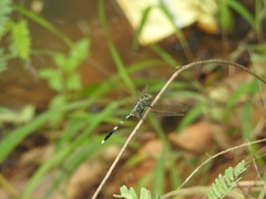 Orthetrum sabina