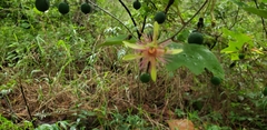 Passiflora jorullensis