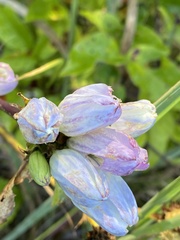 Gentiana