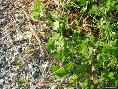 Euphorbia hirsuta