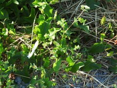 Euphorbia hirsuta