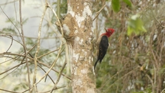 Campephilus robustus