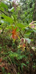 Passiflora jorullensis