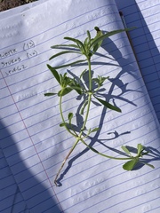 Euphorbia exstipulata
