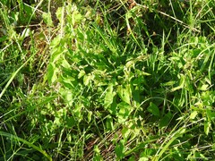 Euphorbia hirsuta