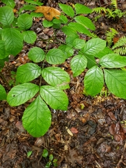 Fraxinus nigra