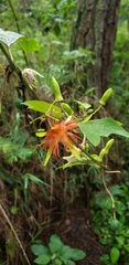 Passiflora jorullensis