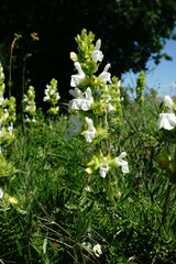 Salvia scabiosifolia
