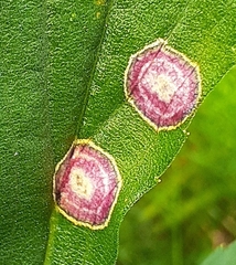 Asteromyia carbonifera