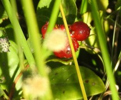 Lonicera periclymenum