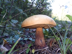 Suillellus luridus