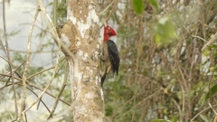 Campephilus robustus