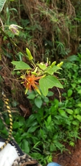 Passiflora jorullensis