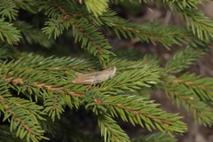 Chorthippus apricarius