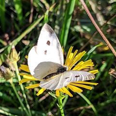 Pieris rapae