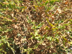 Genista tridentata