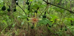 Passiflora jorullensis