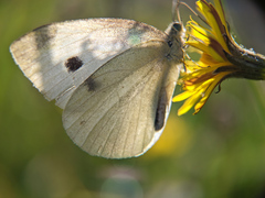 Pieris rapae