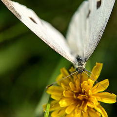 Pieris rapae