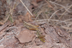 Chorthippus apricarius