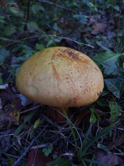 Suillellus luridus