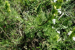 Salvia scabiosifolia