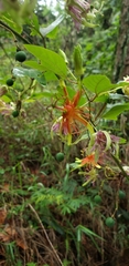 Passiflora jorullensis