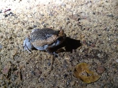 Microhylinae