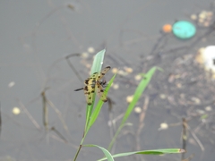 Rhyothemis variegata