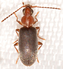 Notoxus murinipennis