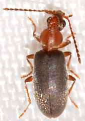 Notoxus murinipennis