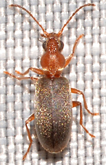 Notoxus murinipennis