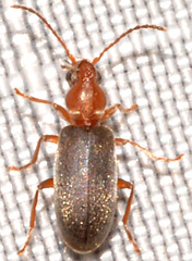 Notoxus murinipennis